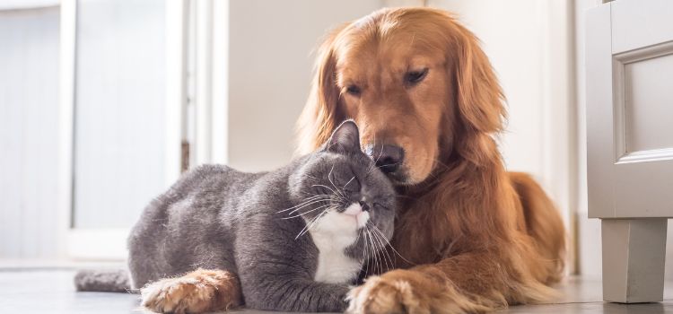 Cat Tracks vs Dog Tracks