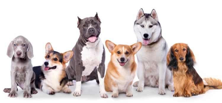 Which dog has the most kinetic energy?
